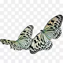 蝴蝶昆虫画-蝴蝶-空若网 蝴蝶昆虫画-蝴蝶-空若网