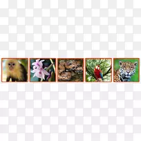 近距离羽毛-空若网 近距离羽毛-空若网