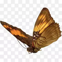 ���������ֽ���������-����-������