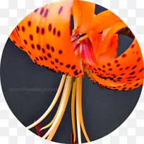 特写-空若网 特写-空若网