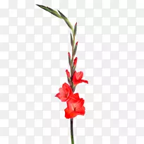 唐菖蒲植物茎切花花卉设计-唐菖蒲-空若网 唐菖蒲植物茎切花花卉设计-唐菖蒲-空若网