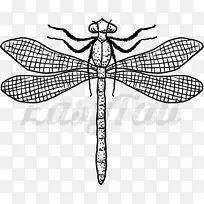 蜻蜓昆虫纹身线艺术简约-蜻蜓-空若网 蜻蜓昆虫纹身线艺术简约-蜻蜓-空若网