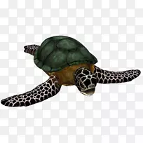 甲鱼龟、螯虾科、鹰嘴龟、龟-空若网 甲鱼龟、螯虾科、鹰嘴龟、龟-空若网