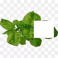 ²¤²ËÂÞÀÕ´ºÂÌÔ°Ò¶-¿ÕÈôÍø ²¤²ËÂÞÀÕ´ºÂÌÔ°Ò¶-¿ÕÈôÍø