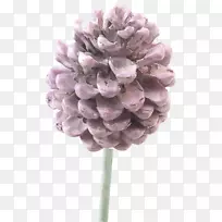 切花普通丁香花瓣开花植物-松-空若网 切花普通丁香花瓣开花植物-松-空若网