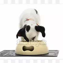 养狗,鼻子,毛绒动物和可爱的玩具-小狗-空若网 养狗,鼻子,毛绒动物和可爱的玩具-小狗-空若网