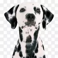 ��������ǹ����������������Ȯ��С��-С��-������