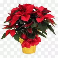 花卉设计切花花盆花束-空若网 花卉设计切花花盆花束-空若网