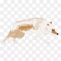 狗红狐鼻子野生狗-空若网 狗红狐鼻子野生狗-空若网