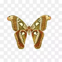 蝴蝶复古服装.xchng动物-蝴蝶-空若网 蝴蝶复古服装.xchng动物-蝴蝶-空若网