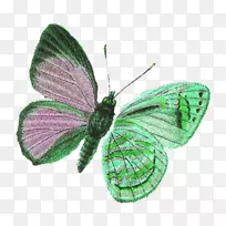 ����Գ�Ҷ��-������