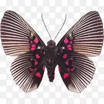 蝴蝶纪念品.昆虫生物标本采集-蝴蝶-空若网 蝴蝶纪念品.昆虫生物标本采集-蝴蝶-空若网