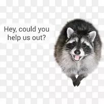 胡须,浣熊,毛皮动物,鼻子-浣熊-空若网 胡须,浣熊,毛皮动物,鼻子-浣熊-空若网