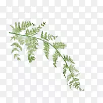 叶水彩画.水彩画叶-空若网 叶水彩画.水彩画叶-空若网