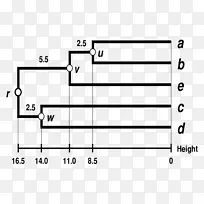 向上树状图系统发育近邻连接系统发育树-空若网 向上树状图系统发育近邻连接系统发育树-空若网