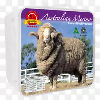 调查美利奴夏洛拉羊黑色威尔士山羊背-澳大利亚-空若网 调查美利奴夏洛拉羊黑色威尔士山羊背-澳大利亚-空若网