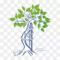 ֲ�ﾥ������Ҷ����ֲ�������Ҷ-������