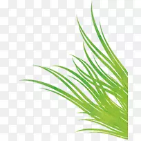 �����Ҷֲ�ﾥ�۱���-������