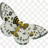 蛾黄灰-空若网 蛾黄灰-空若网