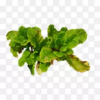 ����Ҷֲ��-��Ҷ�߲�-������