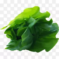 生菜叶蔬菜绿叶蔬菜-空若网 生菜叶蔬菜绿叶蔬菜-空若网