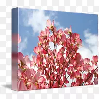 开花山茱萸帆布印花艺术树-空若网 开花山茱萸帆布印花艺术树-空若网
