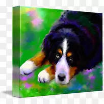 伯恩塞山犬养殖大瑞士山犬-澳大利亚牧羊犬-小狗-空若网 伯恩塞山犬养殖大瑞士山犬-澳大利亚牧羊犬-小狗-空若网