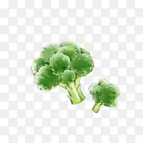 花椰菜.手绘蔬菜-空若网 花椰菜.手绘蔬菜-空若网