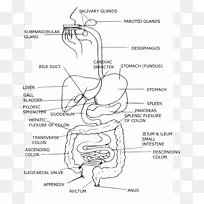 智人手指设计-空若网 智人手指设计-空若网