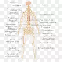 中枢神经系统神经-空若网 中枢神经系统神经-空若网