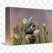 ѩ���������ƿ�ֲ����ӰҰ�������ƿ�������-������