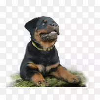 犬种罗威鸡鼻子-罗威勒犬-空若网 犬种罗威鸡鼻子-罗威勒犬-空若网