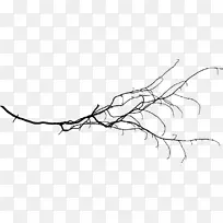 С֦��Ҷ֦������-������