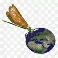 ��������gomphidae Calopteryx��Ŀ-����-������