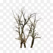 冬枝树-空若网 冬枝树-空若网