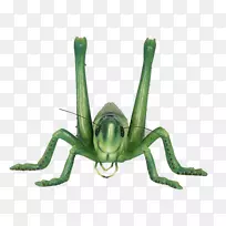 蝗虫昆虫图标-蝗虫PNG-空若网 蝗虫昆虫图标-蝗虫PNG-空若网