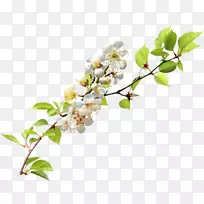 枝剪贴画-樱花-空若网 枝剪贴画-樱花-空若网