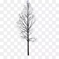 细枝松黑白对称图案-冬季树种-空若网 细枝松黑白对称图案-冬季树种-空若网