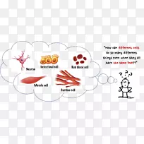 �����Ŵ�ѧDNA�׻���ϸ�����ۻ�����-����ϸ��-������