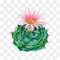 水彩画花盆皇室免费仙人掌开花季节-空若网 水彩画花盆皇室免费仙人掌开花季节-空若网