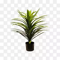 龙树,小提琴-叶无花果槟榔科植物-云母植物-空若网 龙树,小提琴-叶无花果槟榔科植物-云母植物-空若网