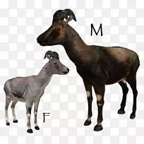 绵羊,山羊洗礼,陆地动物,野生动物-动物园大亨2-空若网 绵羊,山羊洗礼,陆地动物,野生动物-动物园大亨2-空若网