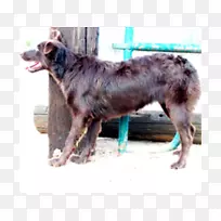 澳大利亚牧羊犬稀有品种(犬)-澳大利亚牧羊犬-空若网 澳大利亚牧羊犬稀有品种(犬)-澳大利亚牧羊犬-空若网