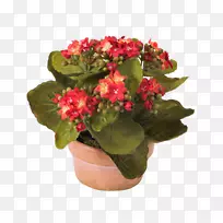 寡妇之花樱草观赏植物家养植物-金银鱼肉质-空若网 寡妇之花樱草观赏植物家养植物-金银鱼肉质-空若网