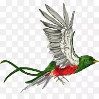 ��ද����ë-������