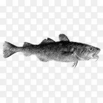 拖曳动物海洋/m/02csf野生动物-鳕鱼-空若网 拖曳动物海洋/m/02csf野生动物-鳕鱼-空若网