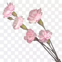 康乃馨切花粉红色花-空若网 康乃馨切花粉红色花-空若网