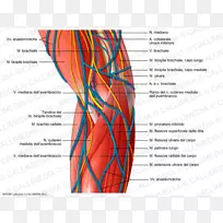 肱骨臂尺神经系统肘内侧上髁-空若网 肱骨臂尺神经系统肘内侧上髁-空若网