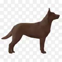 澳大利亚凯尔皮体育团体犬种鼻子-澳大利亚-空若网 澳大利亚凯尔皮体育团体犬种鼻子-澳大利亚-空若网