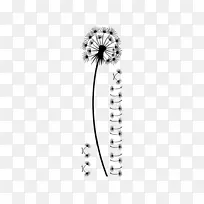 开花植物白身珠宝-花-空若网 开花植物白身珠宝-花-空若网